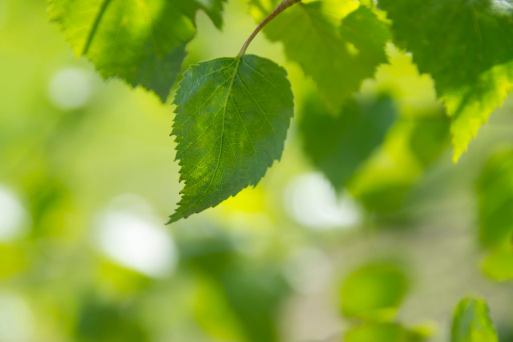 naturopathe mulhouse naturopathe mulhouse