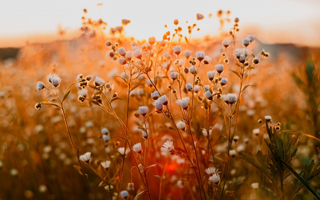 naturopathe holistique : un allié pour votre bien-être global