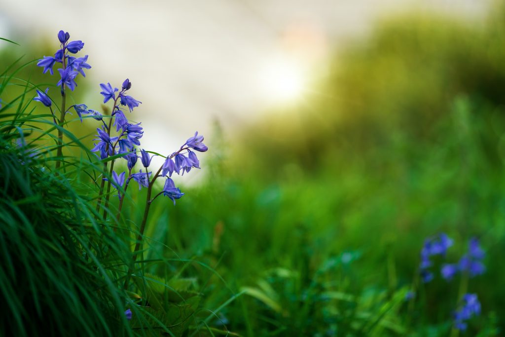 bien être par les plantes