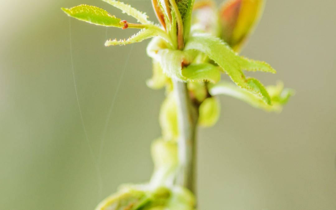 Bourgeons : Une méthode naturelle de revitalisation !