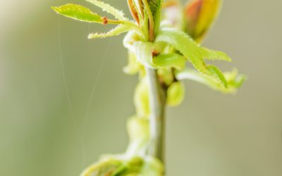 Bourgeons : Une méthode naturelle de revitalisation !