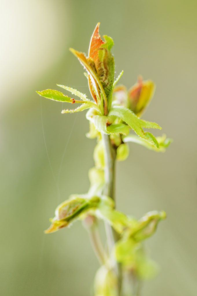 plantes anti douleurs