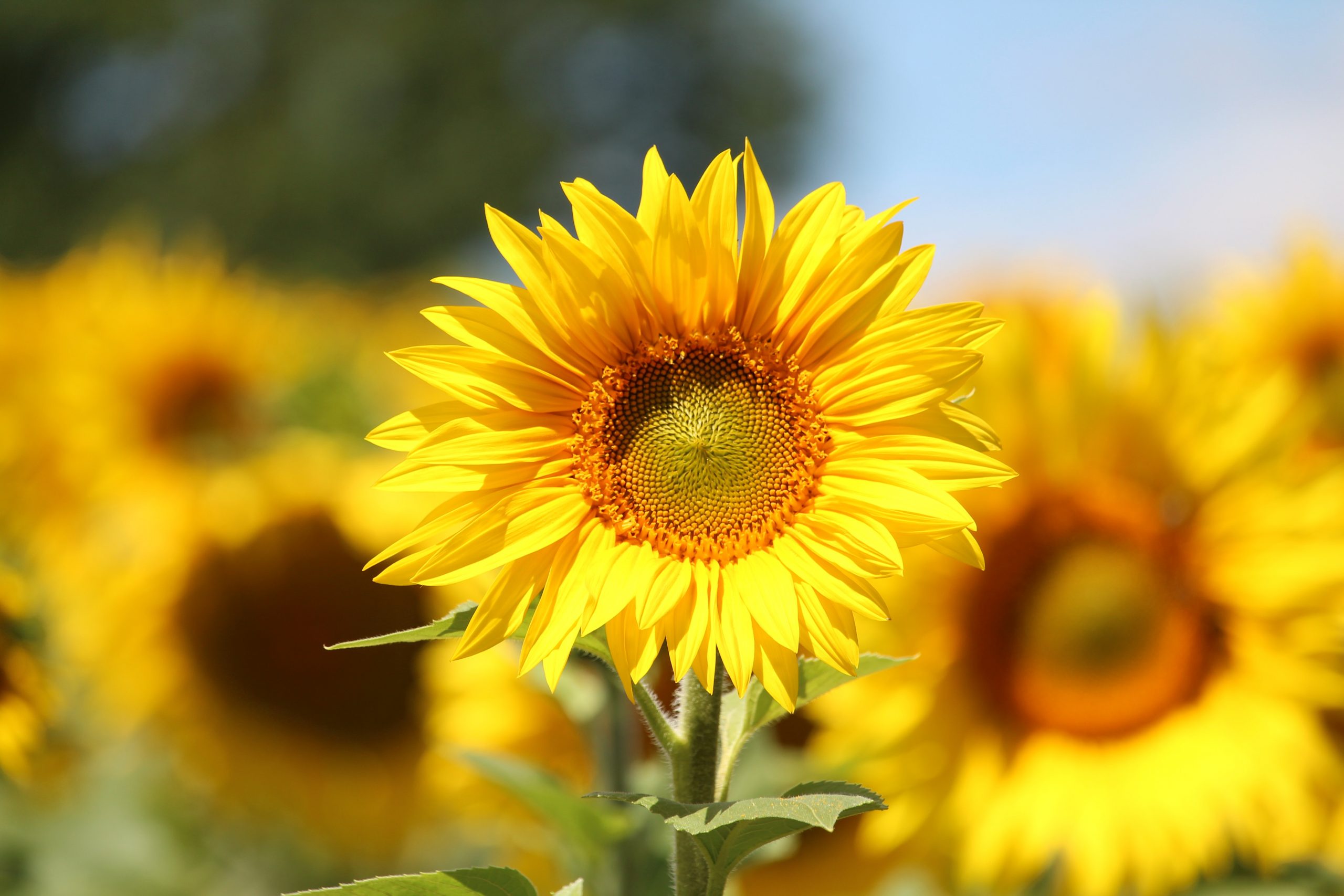 naturopathe coach mulhouse